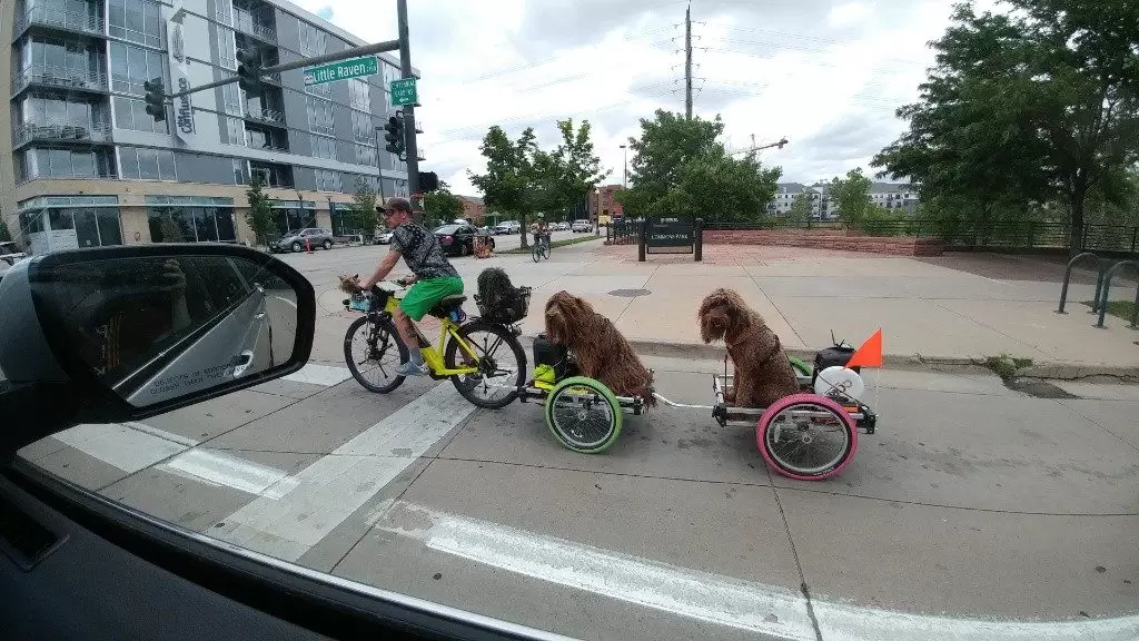 Bike With Dogs